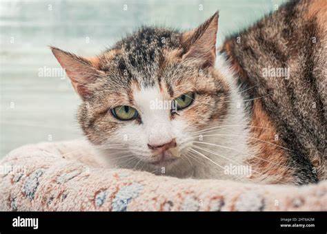 Lonely Shelter Cat Stares at Door & 'Patiently Waits' for His Family - Yahoo Life