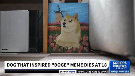 Japanese dog that inspired the Doge meme and Dogecoin cryptocurrency has died, her owner reveals - Daily Mail