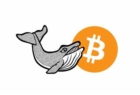 133,000 Bitcoins accumulated in a month ! What are the whales planning?