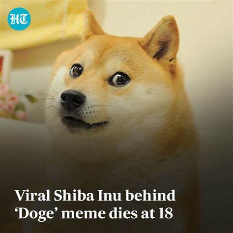 Shiba inu who inspired ‘doge’ meme and cryptocurrency ‘quietly passed away’ as owner ‘caressed’ her - MSN