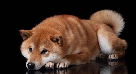 Harry Potter And Obama-Inspired Meme Coin Leaves Dogecoin, Shiba Inu Licking Wounds With Whopping 28% Jump - Benzinga