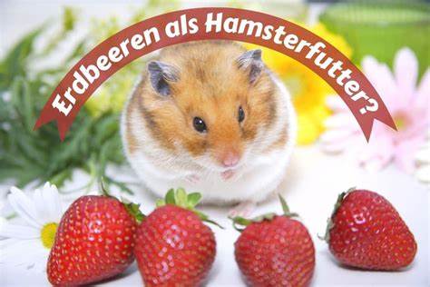 Dürfen Hamster Erdbeeren essen?