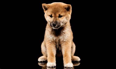 Assessing Shiba Inu’s odds after SHIB’s most-recent failed breakout