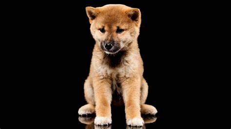 Assessing Shiba Inu’s odds after SHIB’s most-recent failed breakout - AMBCrypto News