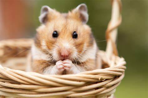 Bilder zu hamster ansehen