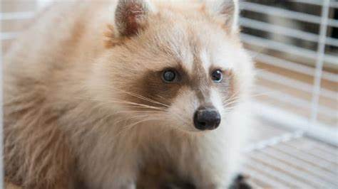 Raccoon Patiently Waiting at Woman's Door for Cookies Is Too Sweet - Yahoo Life